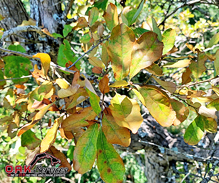 Oak Wilt Disease Identification Aiken, SC