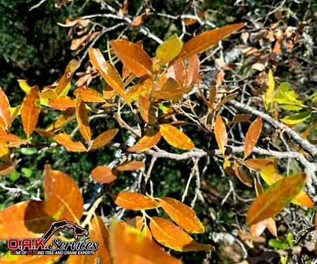 Oak Wilt Disease Information Aiken, SC