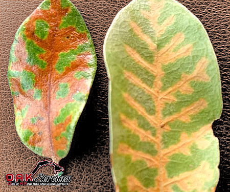Drop off your samples during business hours (Mon–Fri, 8:30 AM–5:00 PM). You do not need an appointment—just let the front desk know the samples are for Oak Wilt testing.