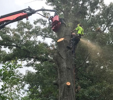 Tree Mek – Mecanil Grapple Saw Aiken SC